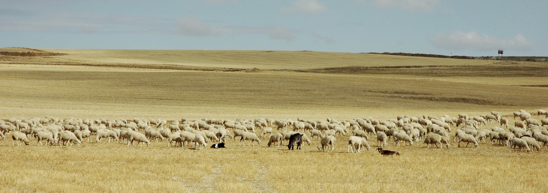 MESETA