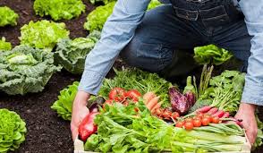 AGRICULTURA ECOLÓXICA